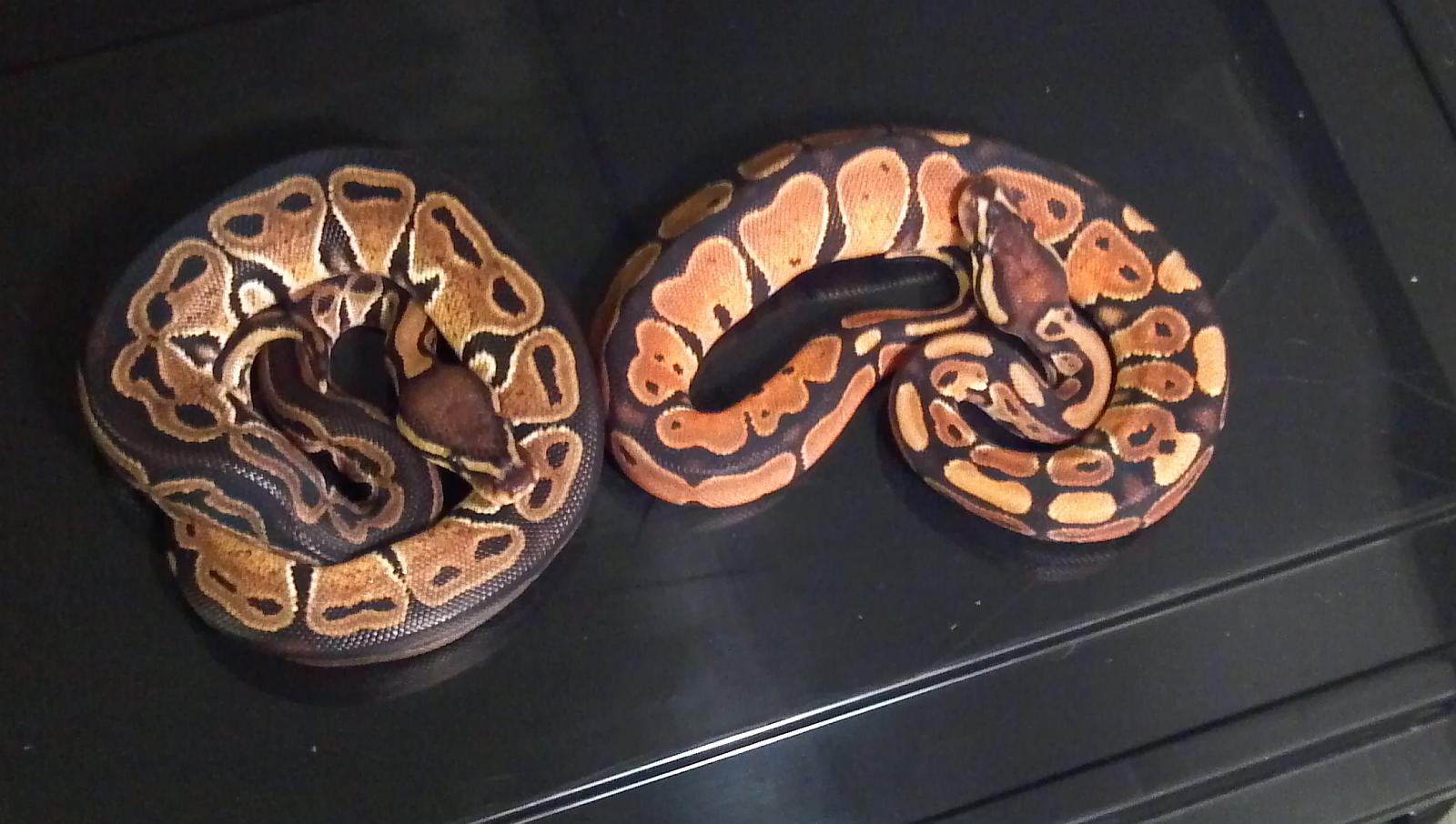 Male Dinker #2+blackback
