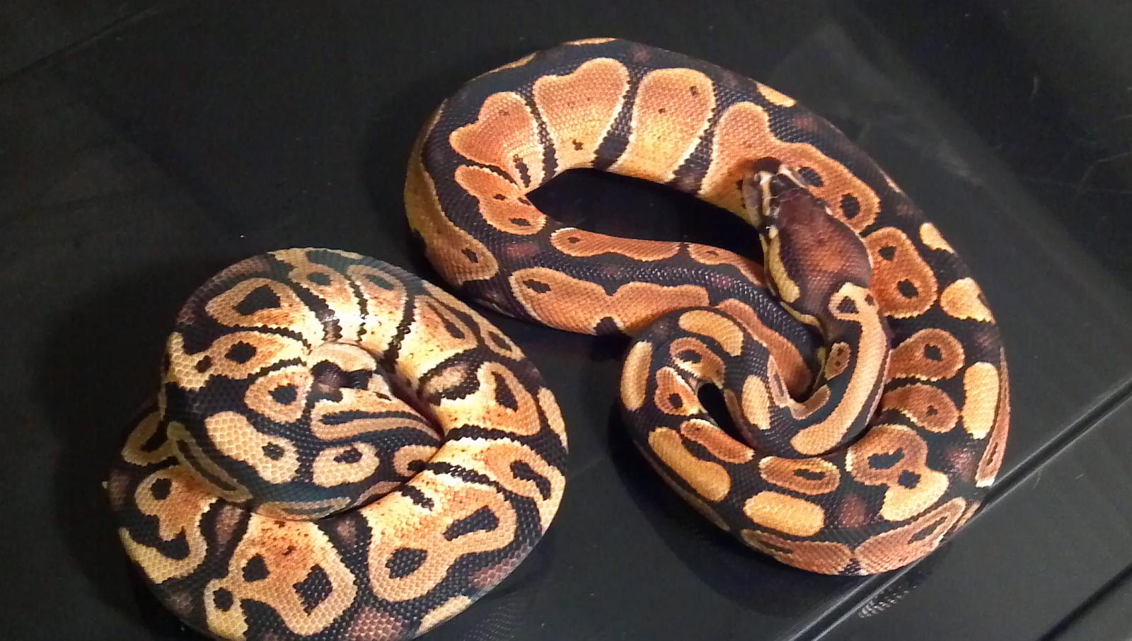 Male Dinker #2+pastel