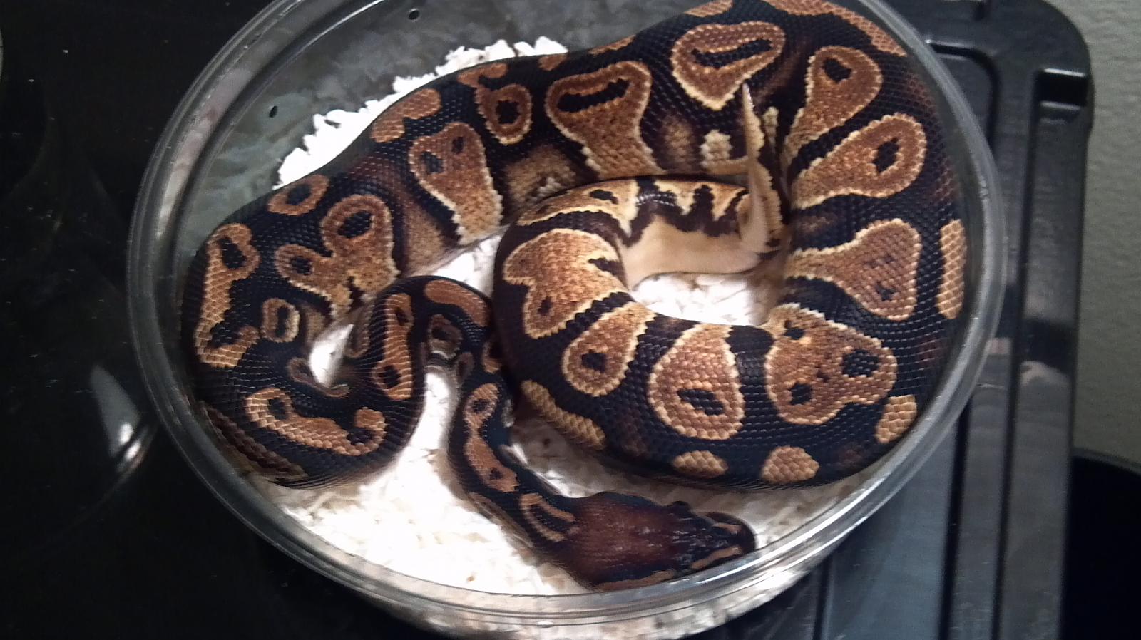 farmed mocha 1