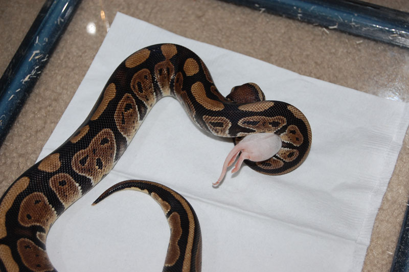 Firstfeeding