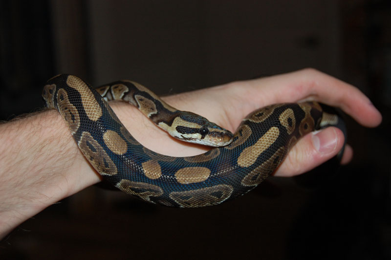 Pythonnew2
