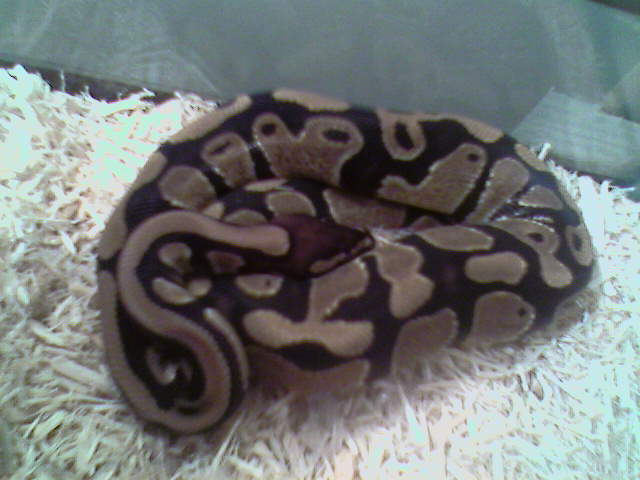 After His First Shed Wih Us