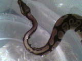 Skeeter Gettin In Water