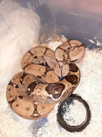 My redtail Boa