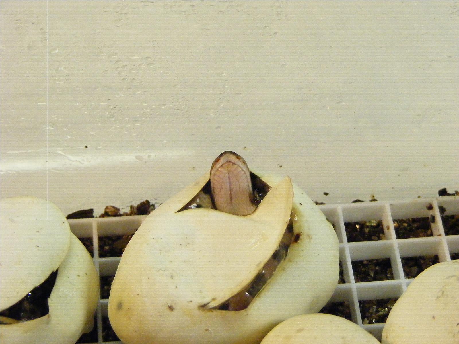 Hatching 8-27 #2