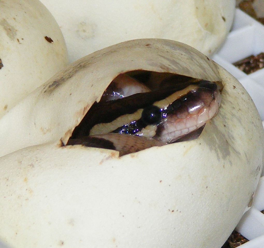 Hatching 8-27