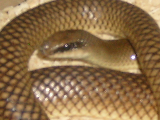 Rufous Beaked Snake