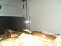 Rufous Beaked Snake