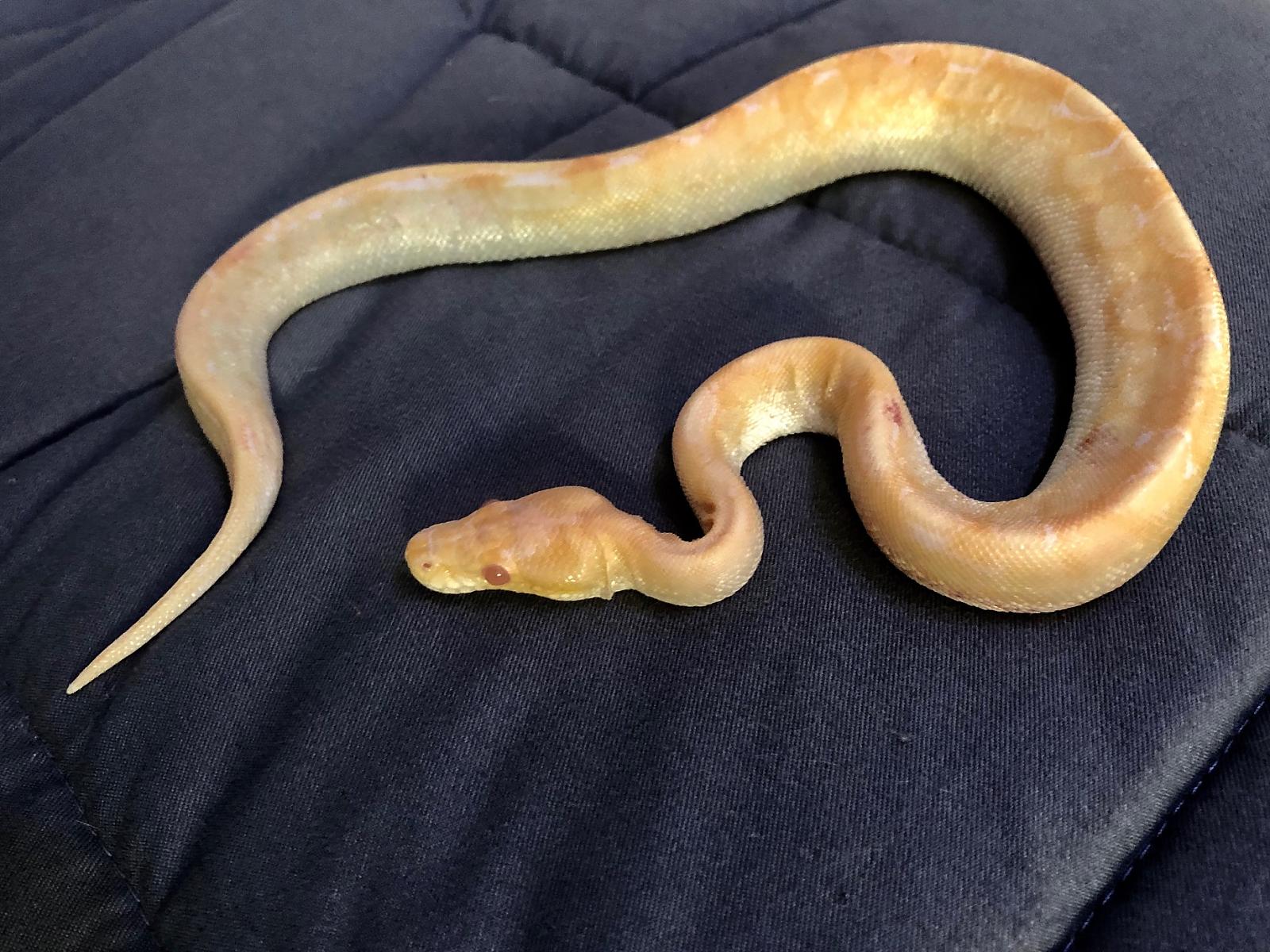 Danger Noodle now, during his illness/Septicemia?