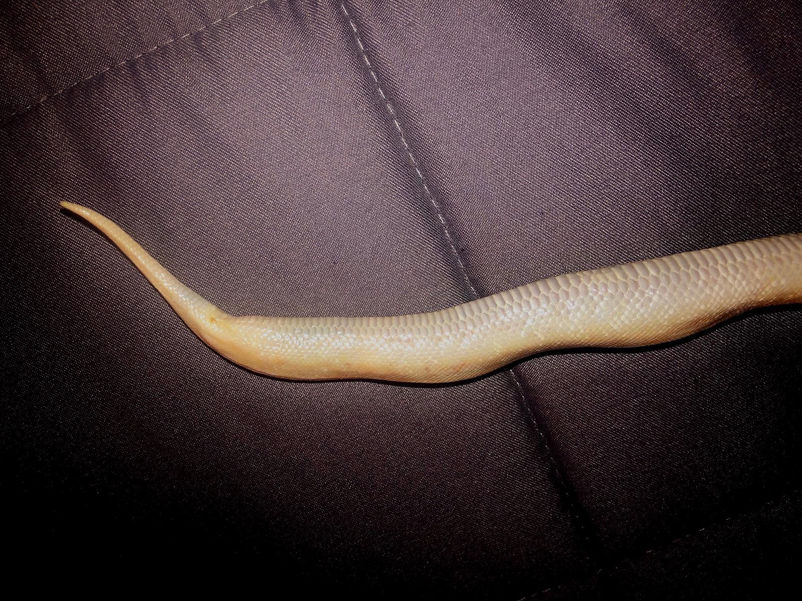 Danger Noodle during his illness/Septicemia?