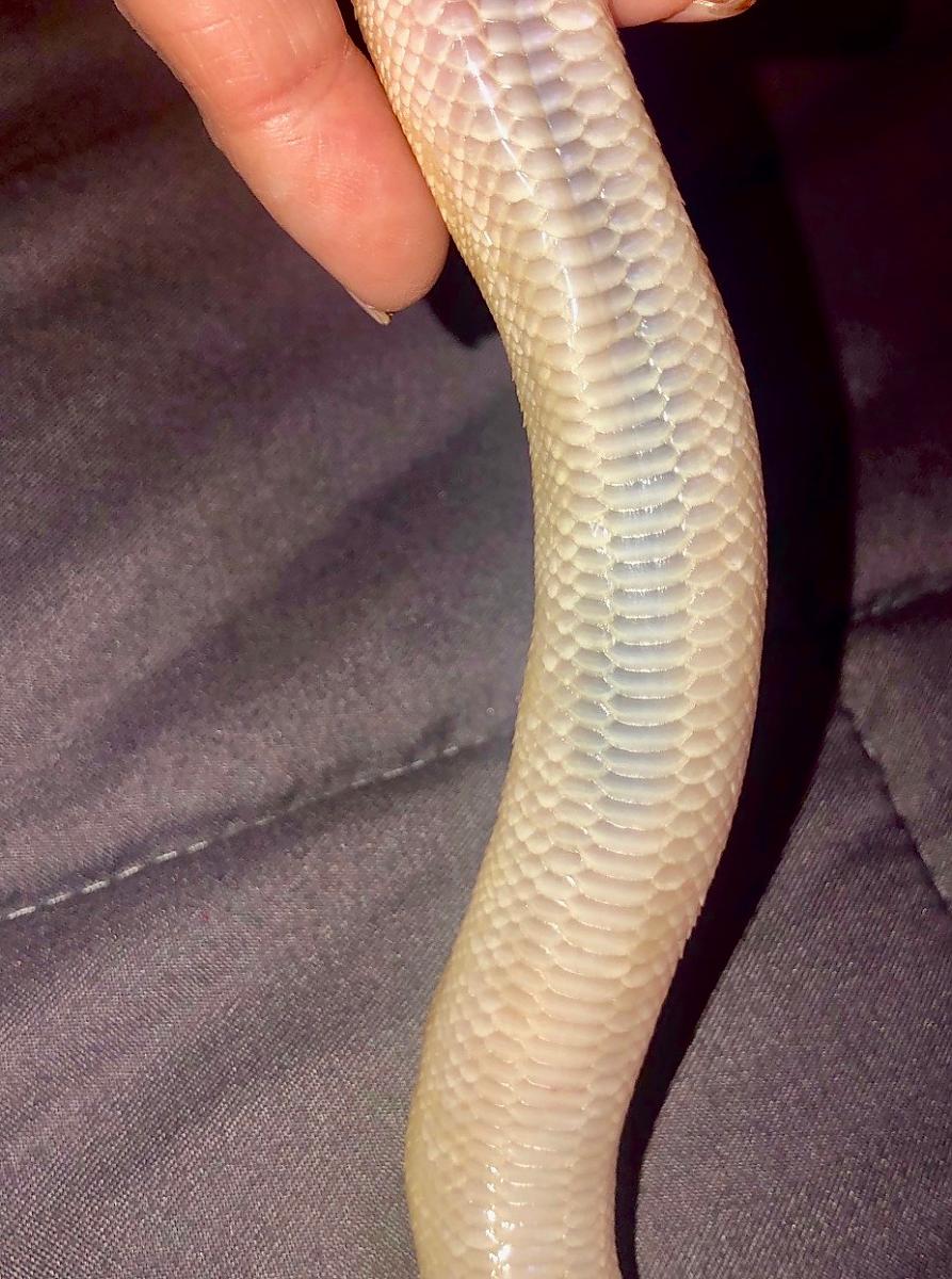 Danger Noodle Before & during his illness/Septicemia?