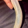 Danger Noodle Before & during his illness/Septicemia?