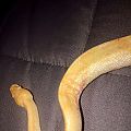 Danger Noodle during his illness/Septicemia?