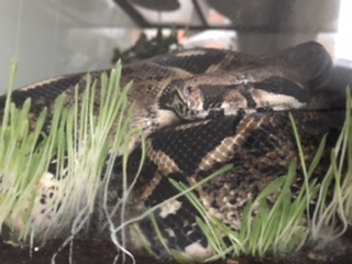 Boomi the boa