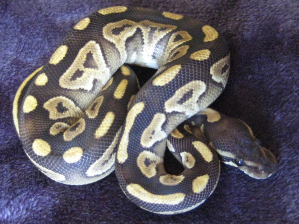 Mojave