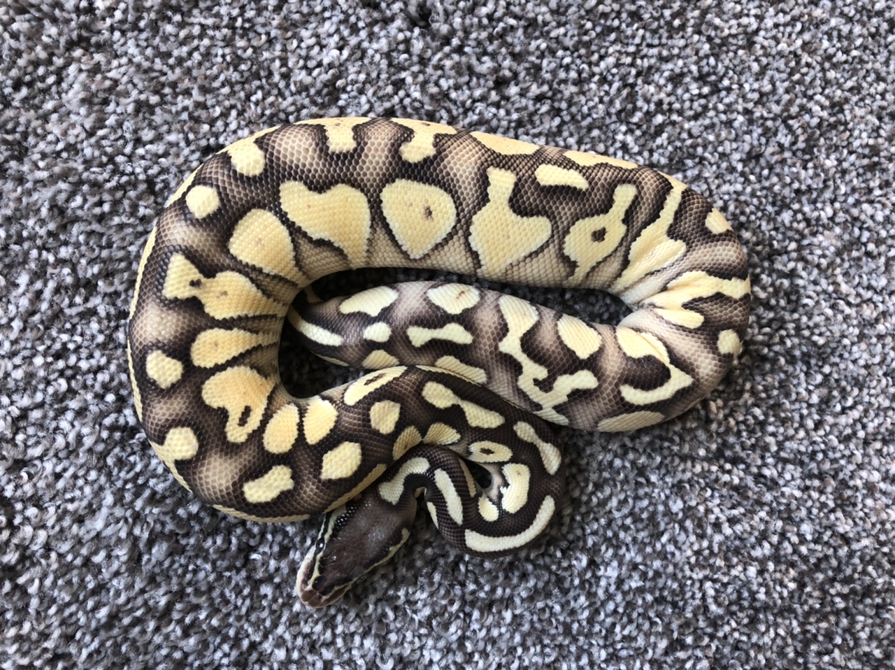 Pics of Pretzel