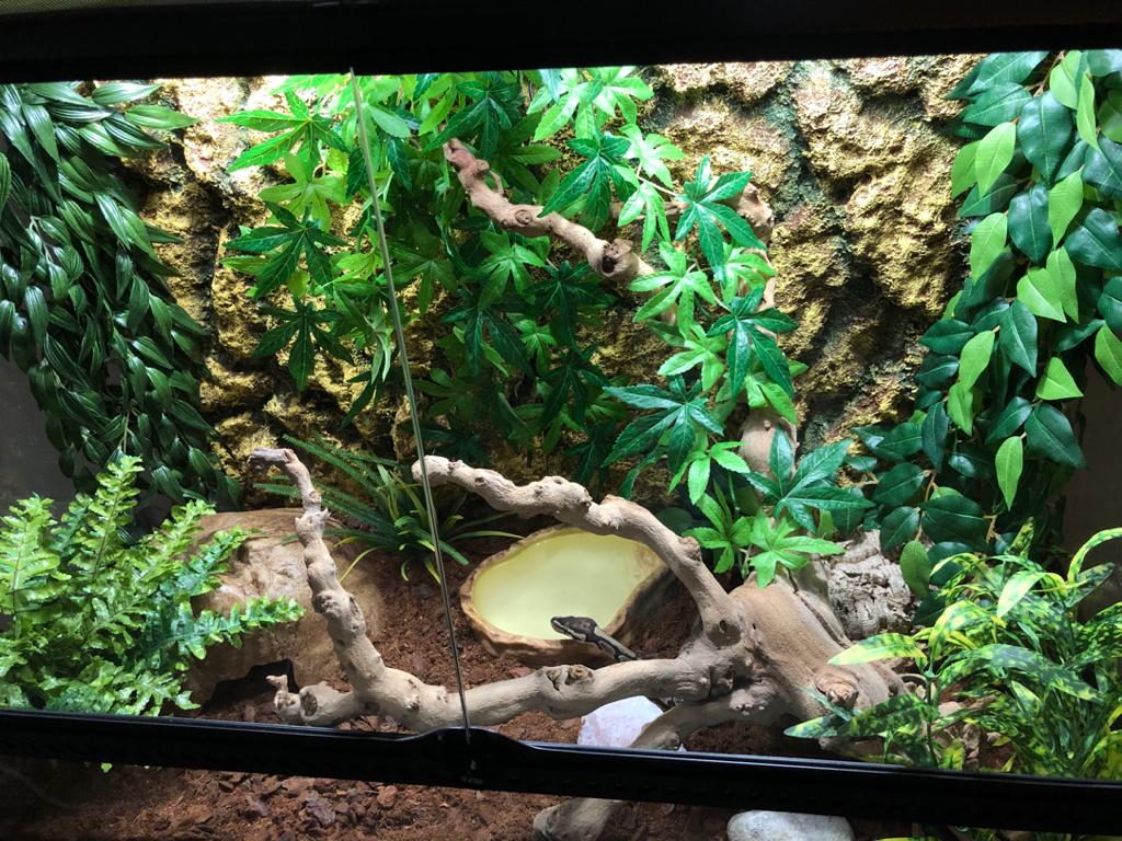 Buttons new digs