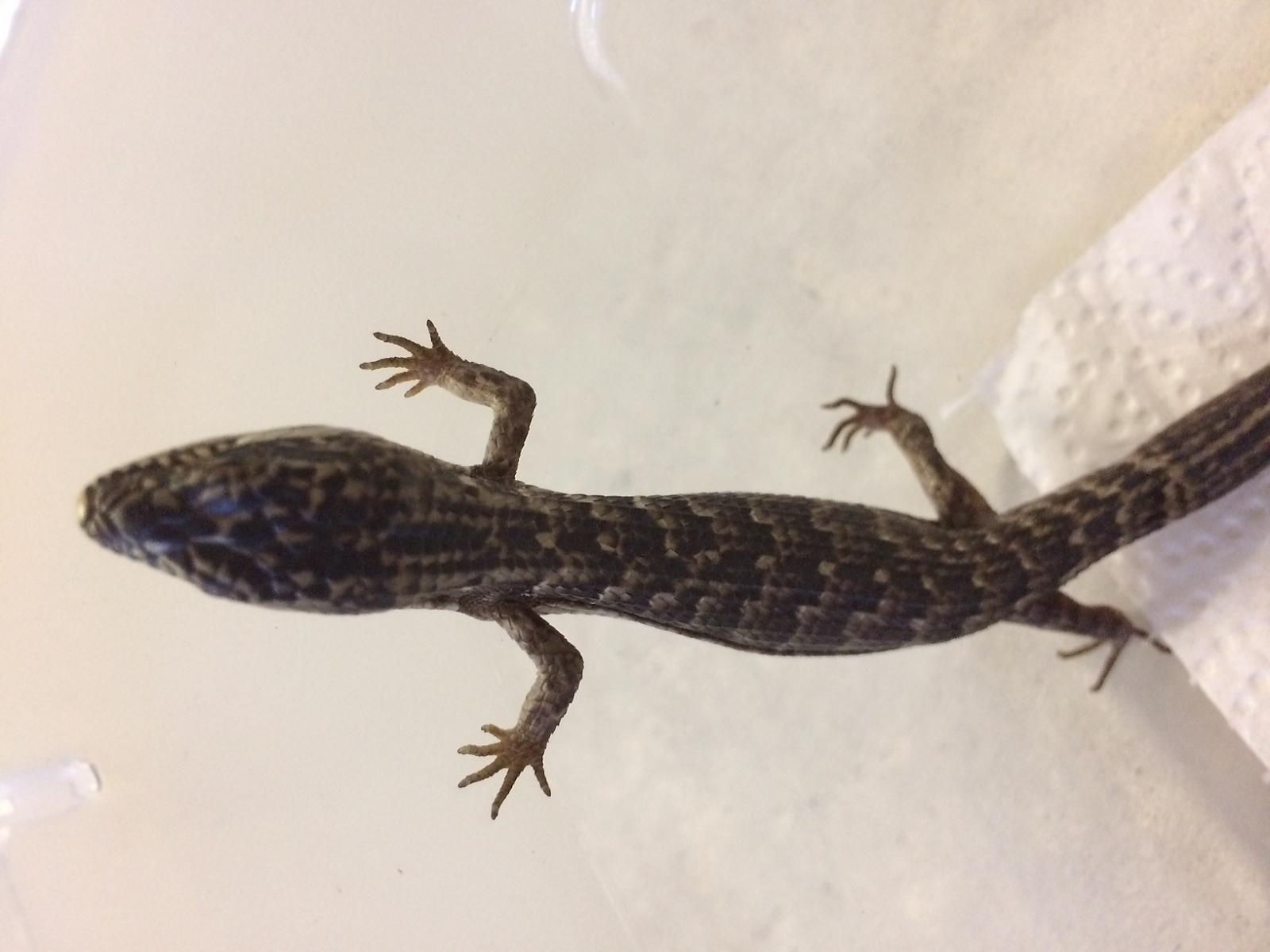 Possible Anerythristic Southern Alligator Lizard