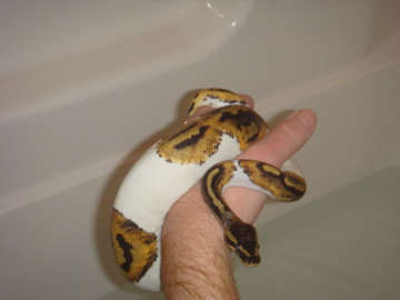 Diesel (piebald Male)