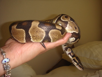 Savannah