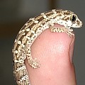 little viper gecko