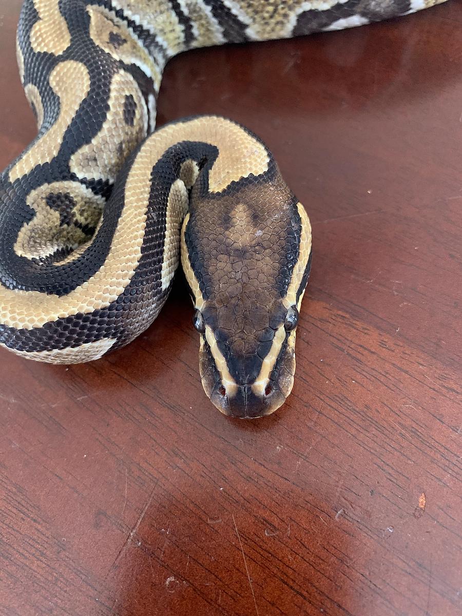 my female BP