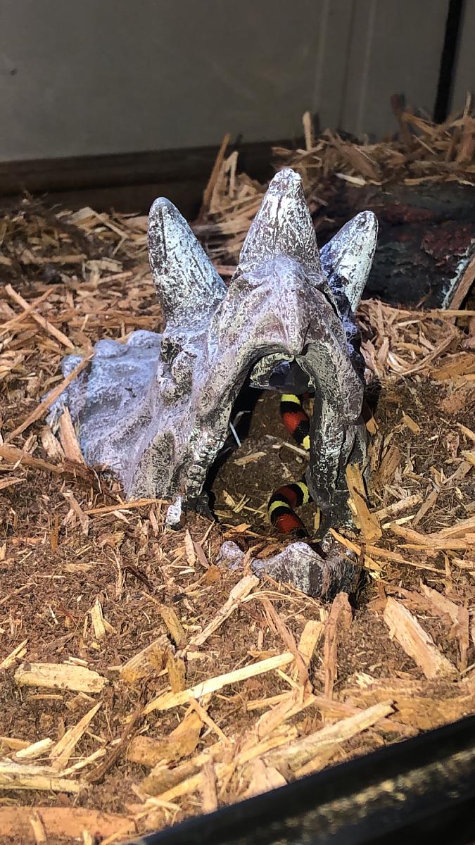 in his triceratops skull