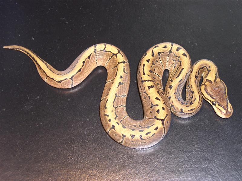 Baby Male Pinstripe
