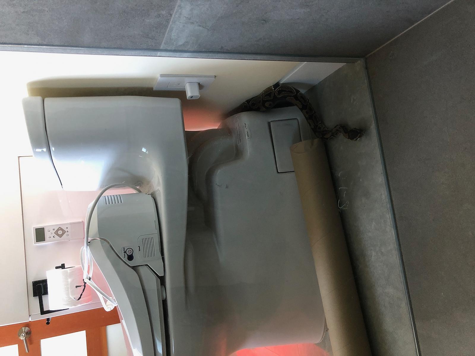 Snake plus Toilet