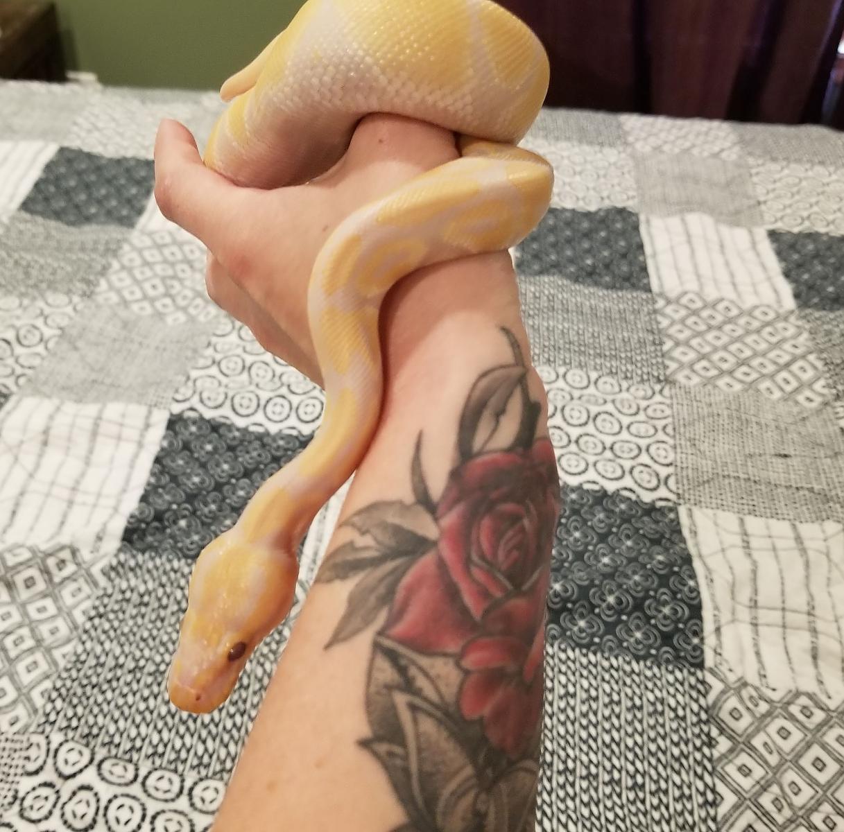 georgie