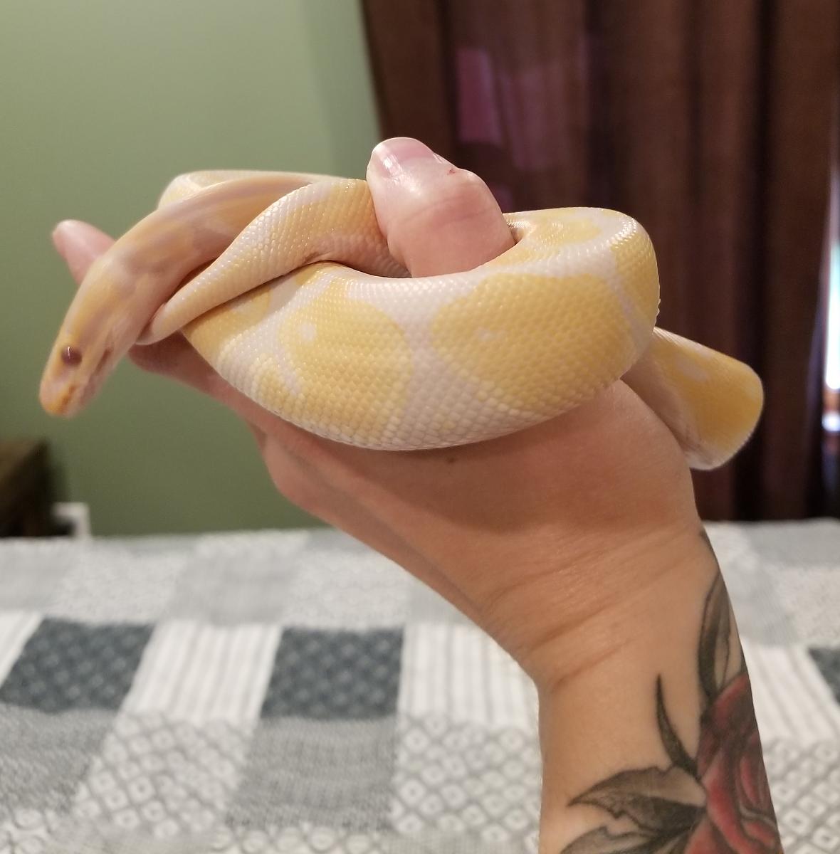 georgie