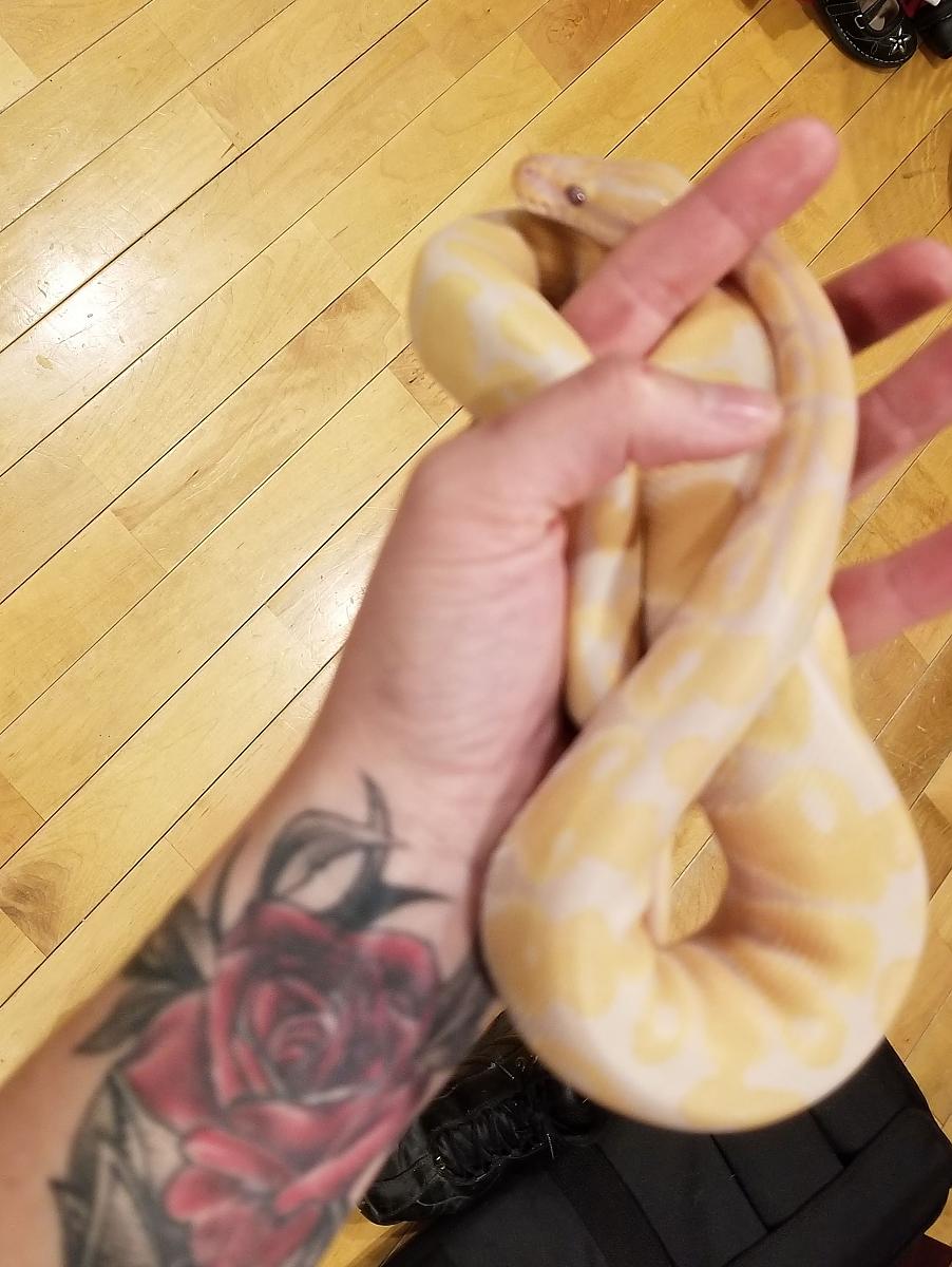georgie