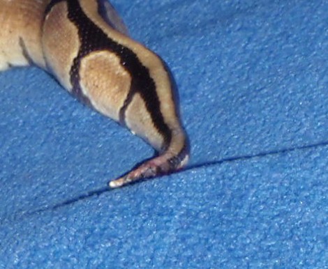 Bad Tail