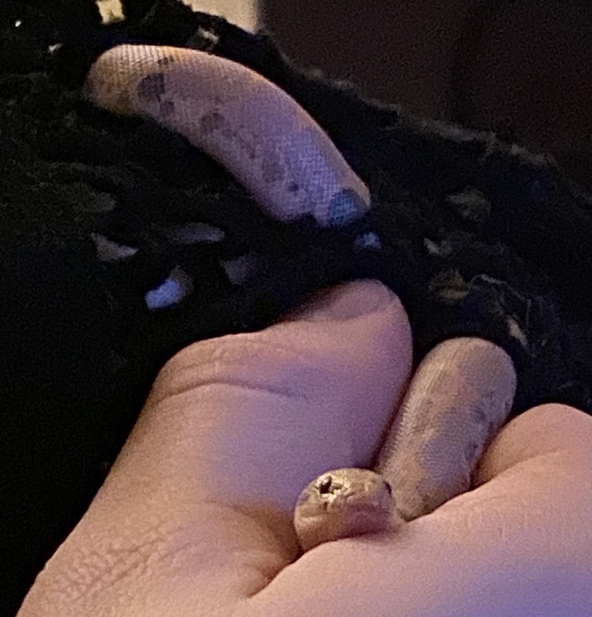 Jalapeo