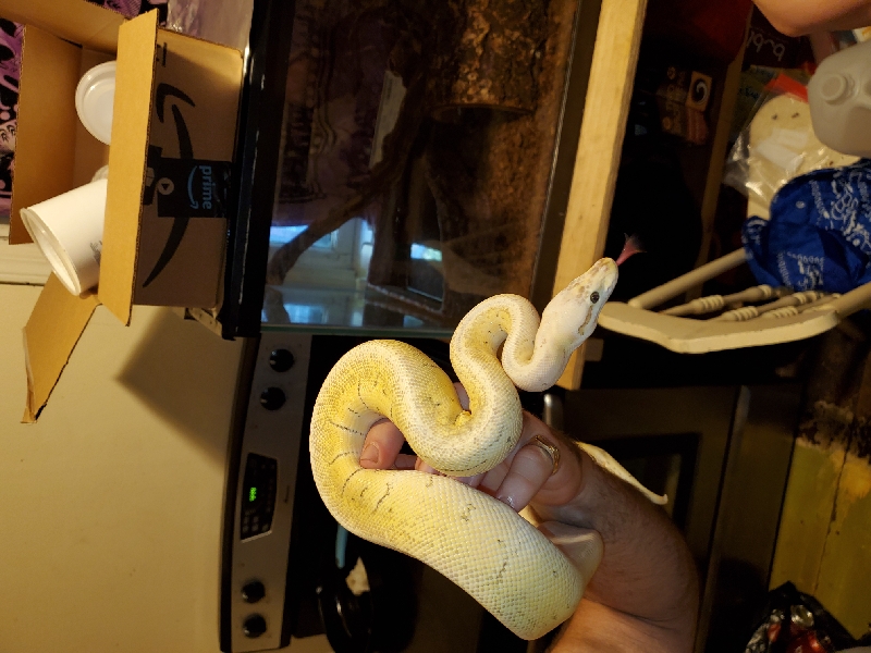 0.1 Super Pastel Fire Yb Pinstripe