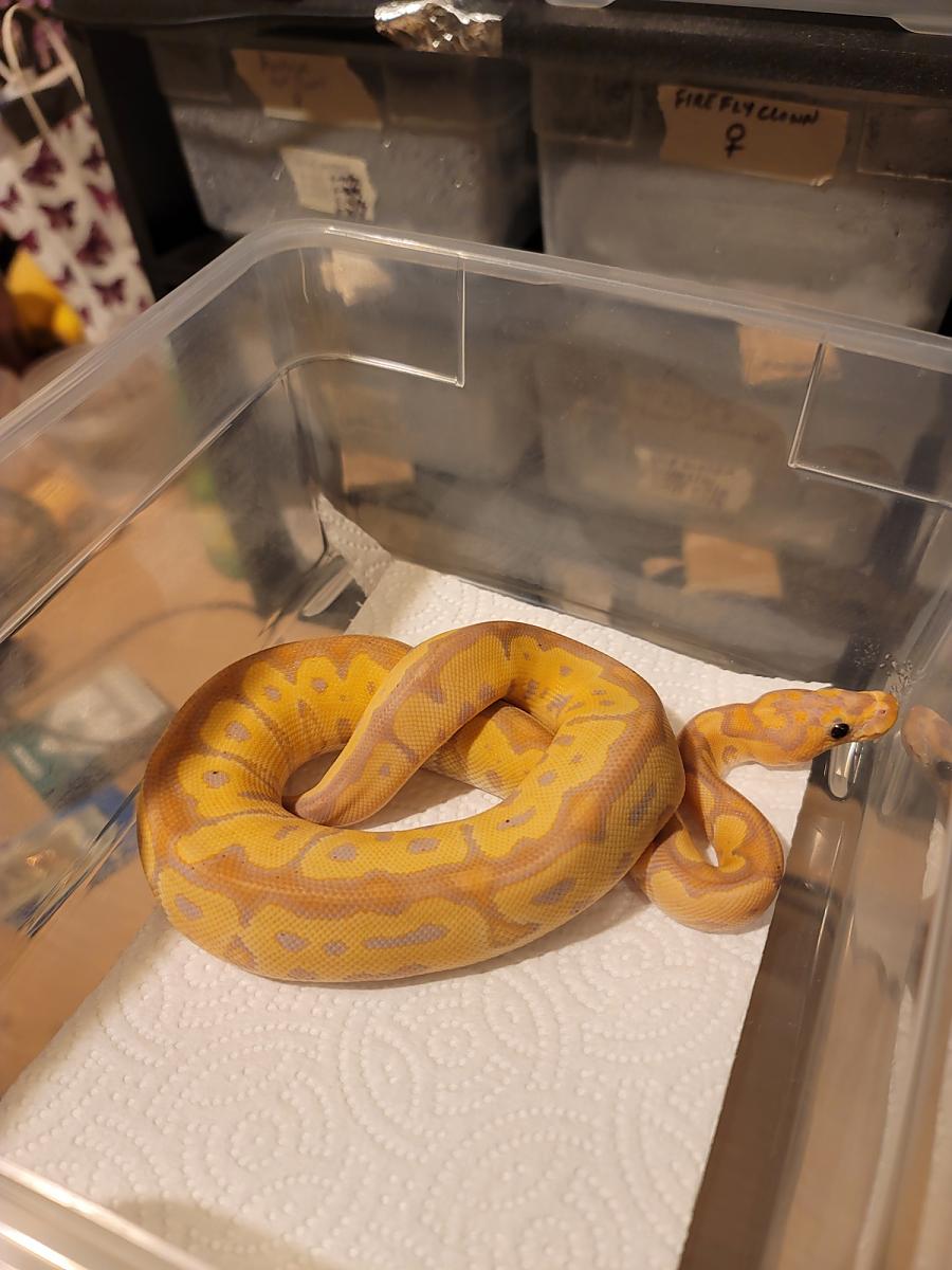 2021 Banana Clown Female