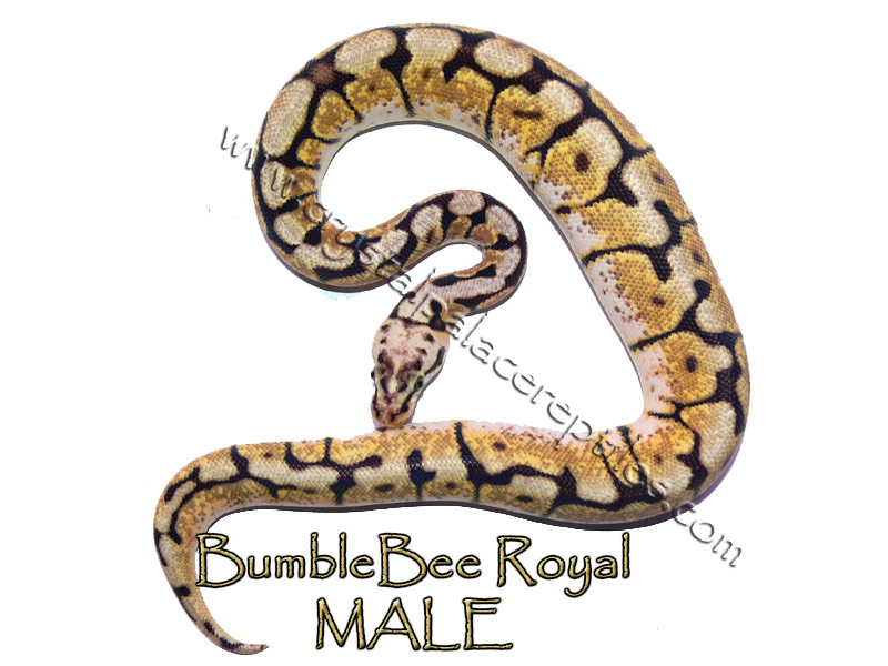 Bumblebeemale