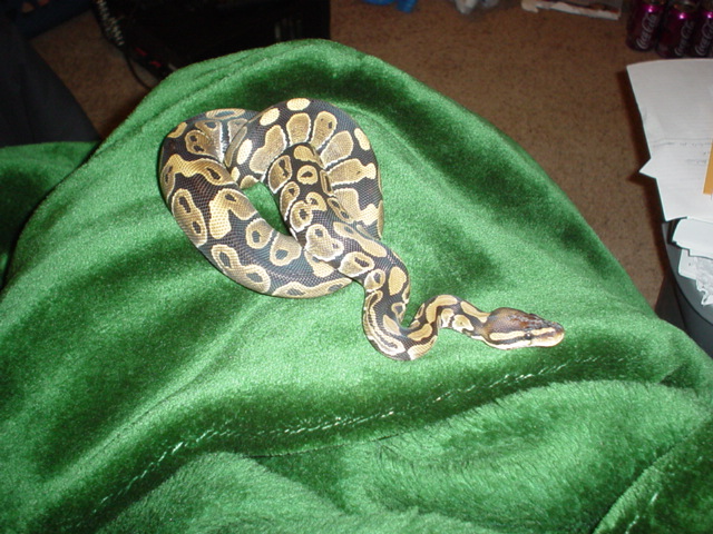 Kali