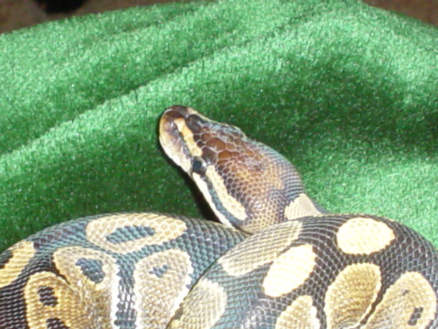Kali