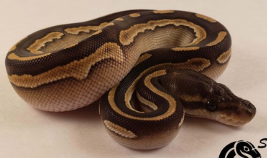 Mojave Black Pastel het. Pied