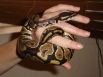 Delilah