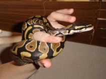 Delilah