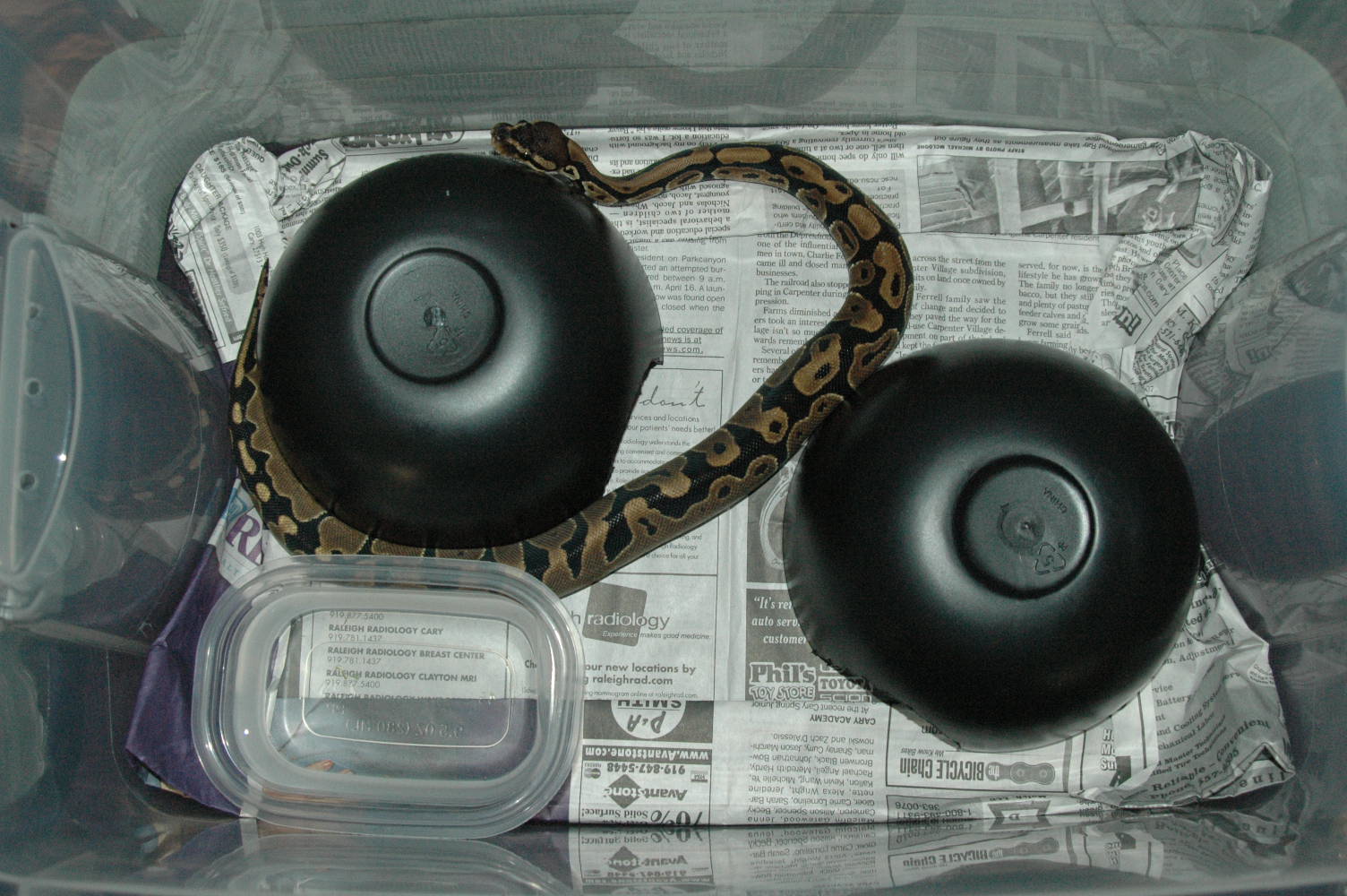 Inside Cage
