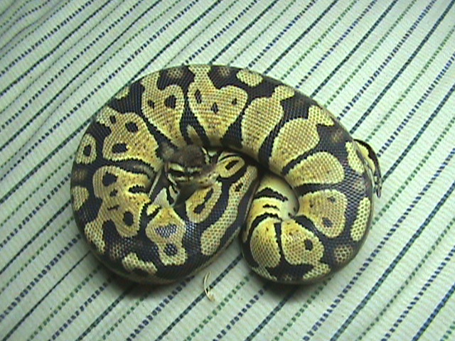 Pastel Bp5