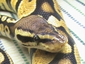 Pastel Bp1