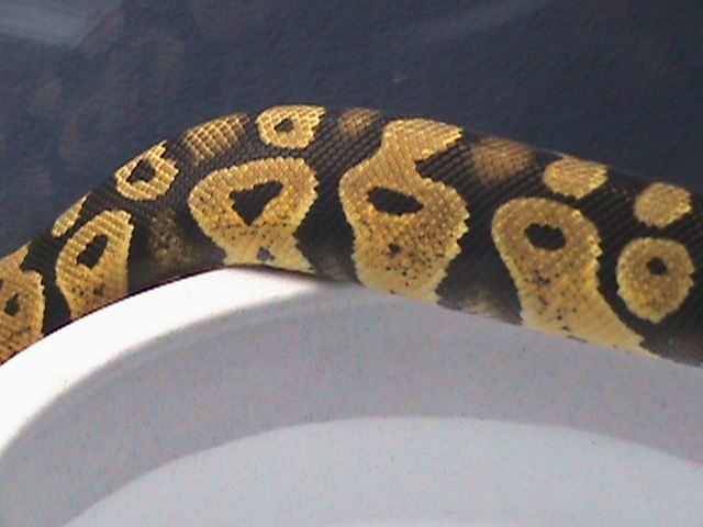My Ball Python