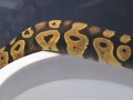 My Ball Python