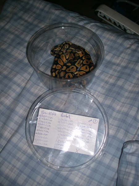 My Ball Python