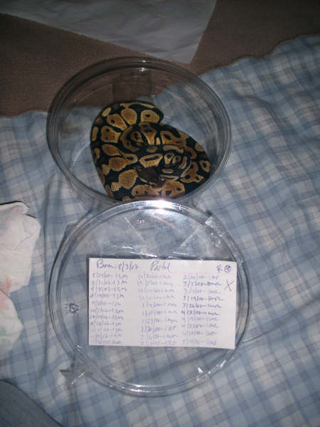 My Ball Python