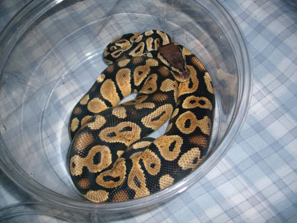 My Ball Python
